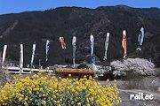 大井川鐵道3000系と菜の花とこいのぼり